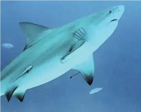  ?? GETTY IMAGES ?? Bull sharks such as this one are sometimes the culprit in shark bites.