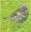  ??  ?? Avoiding cold Song thrush