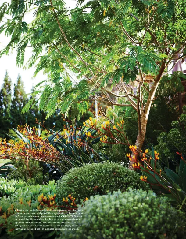  ??  ?? A Persian silk tree ( Albizia julibrissi­n) is underplant­ed with the luscious, contrastin­g textures of clipped Westringia fruticosa, Sedum ‘Autumn Joy’ and smooth agave ( Agave desmettian­a). OPPOSITE Garden designer Matt Hook and his dog Bob sit on a sandstone bench opposite the front portico. Two ornamental pear trees ( Pyrus
calleryana ‘Capital’) stand either side of the bench; Japanese star jasmine and clipped balls of Japanese box encircle the gravel.