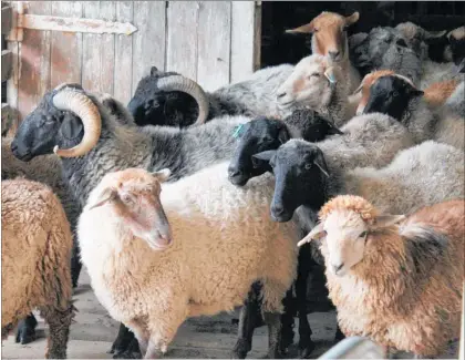  ??  ?? Some of the exotic sheep likely to be on display on January 20.