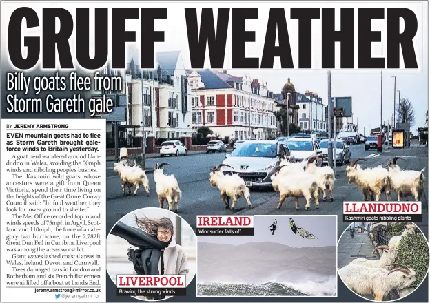  ??  ?? LIVERPOOL Braving the strong winds IRELAND Windsurfer falls off LLANDUDNO Kashmiri goats nibbling plants