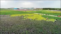  ?? XIN TAI / FOR CHINA DAILY ?? Farmers harvest scallions on a plantation in the village of Liujiayao in Youyu county.