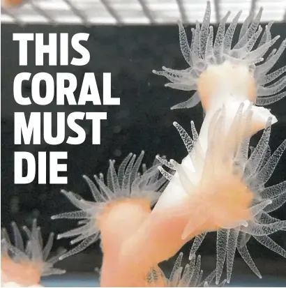  ??  ?? A healthy Lophelia pertusa colony thrives in the aquaria at Temple University. Scientists there are studying the effects of climate change and human activity on coral reefs.