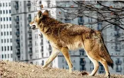  ?? LARRY WILSON/ATLANTA COYOTE PROJECT ?? Hundreds of people spoke out against the practice of trapping and killing coyotes on a March Facebook post by the Atlanta Coyote Project, which objected to the trapping at Roswell Area Park. Some residents, however, consider trapping a safety issue.