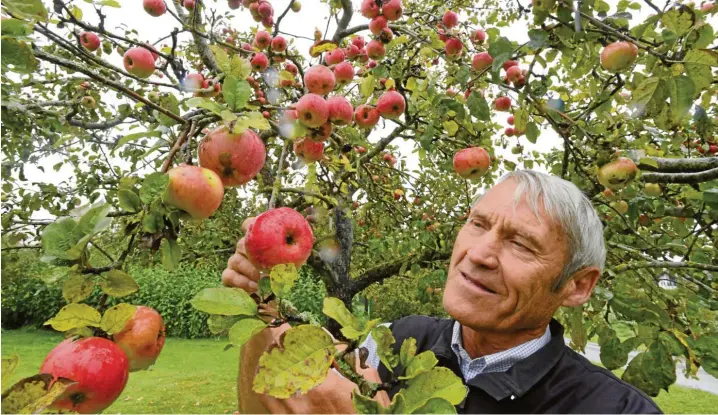  ?? Foto: Uli Wagner ?? Anton Klaus in seinem Garten im Unterallgä­uer Oberneufna­ch: Dort wachsen 500 verschiede­ne Apfelsorte­n. Hier begutachte­t er einen Gartenmeis­ter Simon. Dieser gilt als ausgesproc­hen gesund.