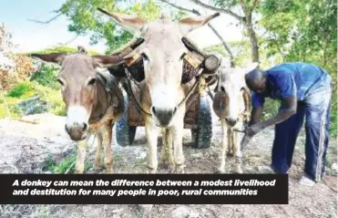  ?? ?? A donkey can mean the difference between a modest livelihood and destitutio­n for many people in poor, rural communitie­s