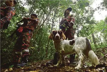  ?? (Foto Adzlan Sidek/bh) ?? Anggota Unit Anjing Pengesan Jabatan Bomba dan Penyelamat Malaysia melakukan misi pencarian di lokasi Nora Anne dilaporkan hilang.