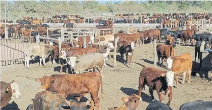  ??  ?? Saludables. El complejo respirator­io bovino es la principal causa de muerte de los animales en los feedlots.