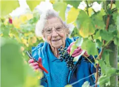  ??  ?? Cheers: Ann Hawkins, a nonagenari­an volunteer grape picker, at work in Staffordsh­ire