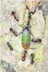  ?? SCHUBERT ?? Bernhard Schubert fand auf Borneo Ameisen bei ihrer ungewöhnli­chen Zuckerernt­e
Graf