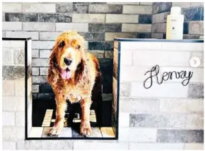  ?? ?? Clean paws: Mrs Hinch’s spaniel Henry’s personalis­ed pad