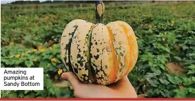  ?? ?? Amazing pumpkins at Sandy Bottom