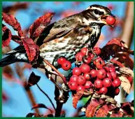  ?? ?? BERRY TASTY: A redwing feasting on a garden’s autumn fruits. Top: The glowing orange berries produced by the holly Ilex aquifolium Bacciflava