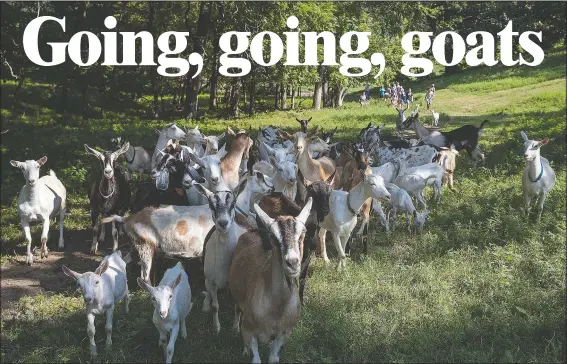  ?? (The Daily Nonpareil/Joe Shearer) ?? A pack of goats leads the way as hikers make their way through the Loess Hills on Aug. 7 during a session of Goat Trek and Treats hosted by Honey Creek Creamery in Crescent, Iowa.