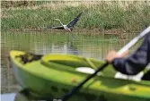  ?? ?? Viele Reiher säumen das Ufer der Elbe. Bei Radtouren nimmt man das meistens gar nicht wahr.