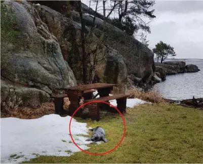  ?? FOTO: ERLEND OLSBU ?? Selen hadde lidd etter å ha fått et fiskegarn rundt halsen.