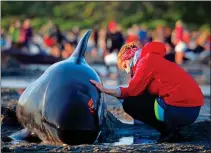  ??  ?? COMFORTING: A volunteer with one of the beached whales