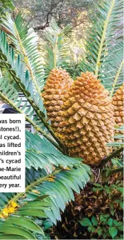  ??  ?? When each grandchild was born (there were 11 such milestones!), Jean planted a special cycad. Over= time, each one was lifted and given to the grandchild­ren’s parents. Only Bussell’s cycad remains as he and Anne-Marie live next door; it boasts beautiful cones every year.