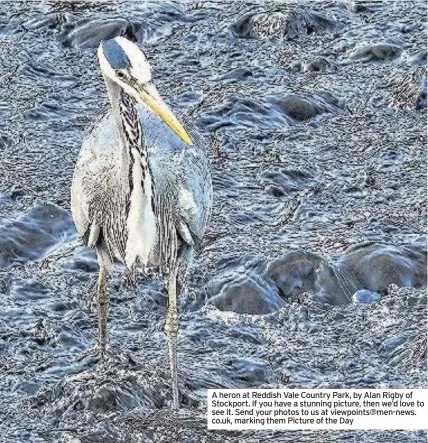  ??  ?? A heron at Reddish Vale Country Park, by Alan Rigby of Stockport. If you have a stunning picture, then we’d love to see it. Send your photos to us at viewpoints@men-news. co.uk, marking them Picture of the Day