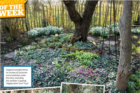  ??  ?? Dappled sunlight shines on clumps of cyclamen and snowdrops under the trees, including the varieties ‘Lapwing’, ‘Mighty Atom’ and ‘Trym’