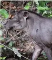  ??  ?? A file image of an adult tapir