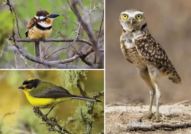  ??  ?? Clockwise from top left: the russet-throated puffbird is confined to coastal northern Colombia (and Venezuela); burrowing owl in Los Flamencos; the endemic yellow-crowned (or Santa Marta) whitestart. Below: swallow tanager.