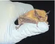  ?? LAURA SCOTT PHOTO ?? The eastern small-footed bat (Myotis leibii) is the smallest species of bat in Ontario. They are about the size of your thumb and weigh only 4 to 7 grams as adults – that’s between a nickel and a loonie!
