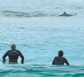  ??  ?? Surfers get up close with the creatures of the sea.