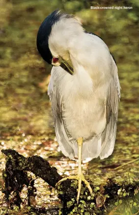  ??  ?? Black-crowned night heron