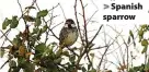  ?? ?? > Spanish sparrow