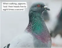  ?? ?? When walking, pigeons ‘bob’ their heads five to eight times a second