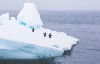  ??  ?? The antics of chinstrap penguins are among the highlights of a memorable voyage to Antarctica.