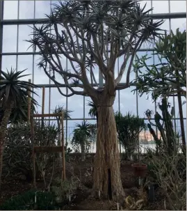  ??  ?? L’aloé dichotoma, un arbre de Madagascar qui a plus de  ans. Un des plus grands en culture en serre. (Photos J.D.)