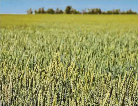  ?? ?? LADANG gandum terbentang luas di wilayah Rostov, Rusia. Penceroboh­an Russia ke atas Ukraine memberi kesan ke atas harga dagangan gandum di seluruh dunia. Kedua-dua negara itu mewakili sekitar 30 peratus daripada eksport gandum global.