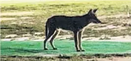  ?? TINA LUCCARELLI/COURTESY ?? A coyote hangs out on a golf course in Coconut Creek owned by Broward College. Coyotes do not attack humans and calling a trapper means they will be killed, officials say.