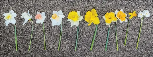  ?? THERESA FORTE
SPECIAL TO TORSTAR ?? Daffodils from left to right: Ice Follies, Mount Hood, Pink Parasol, Jack Snipe, Angel’s Flute, Gigantic Star, Yellow split-corona, Orangerie, Jetfire, Bridal Crown.