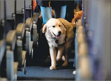  ?? Julio Cortez Associated Press ?? A SERVICE DOG strolls through a United Airlines jet as part of a training exercise. Airlines for America, a trade group, says many f liers have been passing off pets as emotional support animals to avoid transport fees.