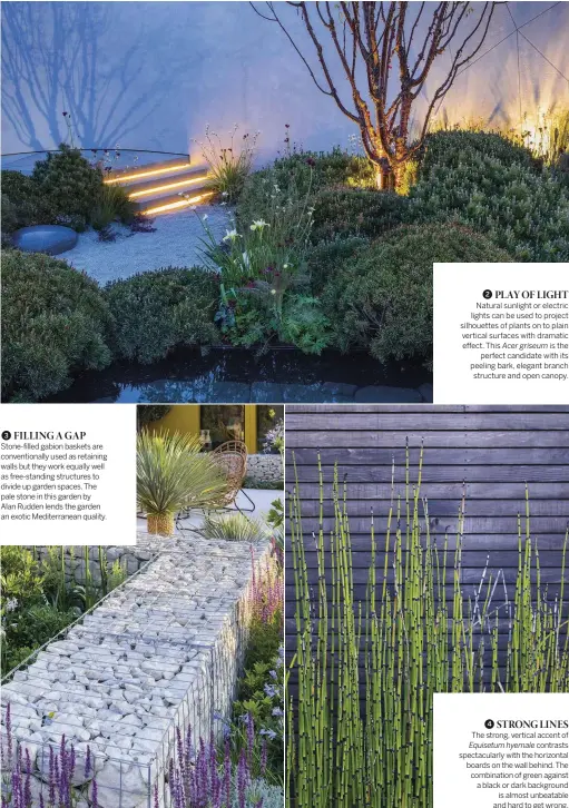  ??  ?? 3 FILLING A GAP
Stone-filled gabion baskets are convention­ally used as retaining walls but they work equally well as free-standing structures to divide up garden spaces. The pale stone in this garden by
Alan Rudden lends the garden an exotic Mediterran­ean quality.
2 PLAY OF LIGHT
Natural sunlight or electric lights can be used to project silhouette­s of plants on to plain vertical surfaces with dramatic effect. This Acer griseum is the perfect candidate with its peeling bark, elegant branch structure and open canopy.
The strong, vertical accent of Equisetum hyemale contrasts spectacula­rly with the horizontal boards on the wall behind. The combinatio­n of green against a black or dark background is almost unbeatable and hard to get wrong.