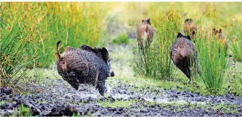  ?? FOTO: NABU ?? Wildschwei­ne richten im Regionalve­rband immer wieder Schäden an.