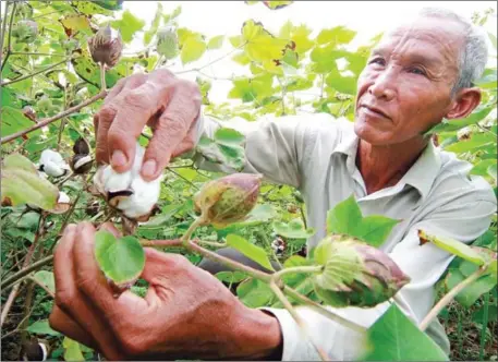  ?? HENG CHIVOAN ?? A Battambang province farmer shows off his cotton crop in 2009.