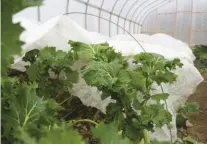  ??  ?? bigfoot farm grow kale under row covers late in the season.