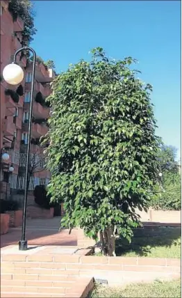  ?? IGNASI VILADEVALL ?? En parterres y terrazas el ficus benjamina se siente a sus anchas