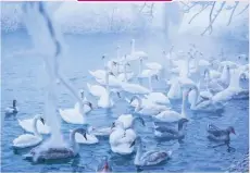  ??  ?? XINHUA/XU WEN Swans and some waterfowl swim in Swan Lake of Ili River Valley in Yining County, northwest China’s Xinjiang Uygur Autonomous Region.