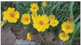  ??  ?? Native to prairies and woodlands, Coreopsis flowers profusely in summer, beginning in late spring, tolerates some drought and works as a border or filler planting.