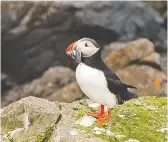  ?? GREG OLSEN ?? With its large, multicolou­red bill, the Atlantic Puffin flaps its wings franticall­y in flight, but underwater the wings become powerful flippers.