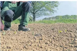  ?? FOTO: SCHMÄH ?? Kaum zu erkennen ist das Kiebitz-küken auf dem Acker von Dirk Schmäh in der Brüner Unterbauer­schaft, welches er vor dem Striegel gerettet hat.
Servicepun­kt