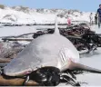  ?? HENNIE OTTO ?? A LARGE bronze whaler shark was found dead at Gansbaai beach. |