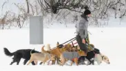  ?? Hans Pennink / Associated Press 2016 ?? Bay Area dog walkers can have a warmer side hustle than this guy in Saratoga Springs, N.Y.