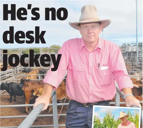  ??  ?? LEVEL PLAYER: Tom Kennedy buying cattle at the Dalrymple Saleyards.