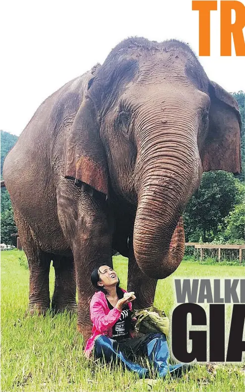  ?? GILLIAN SHAW ?? Sangduen Lek Chailert is the founder of the Elephant Nature Park.